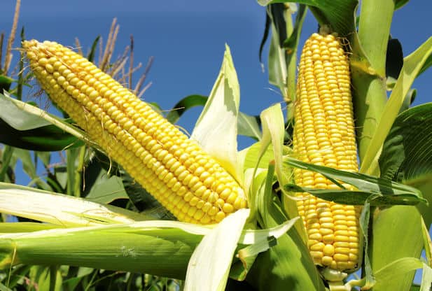 change maize functional annotation transcriptome