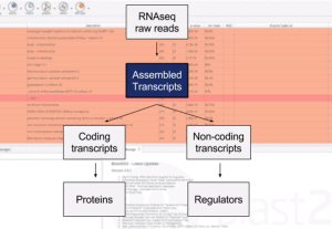 Coding Potential Assessment Tool