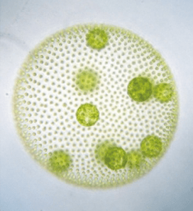 Gene expression profiling in fresh-water colonial green alga Volvox carteri