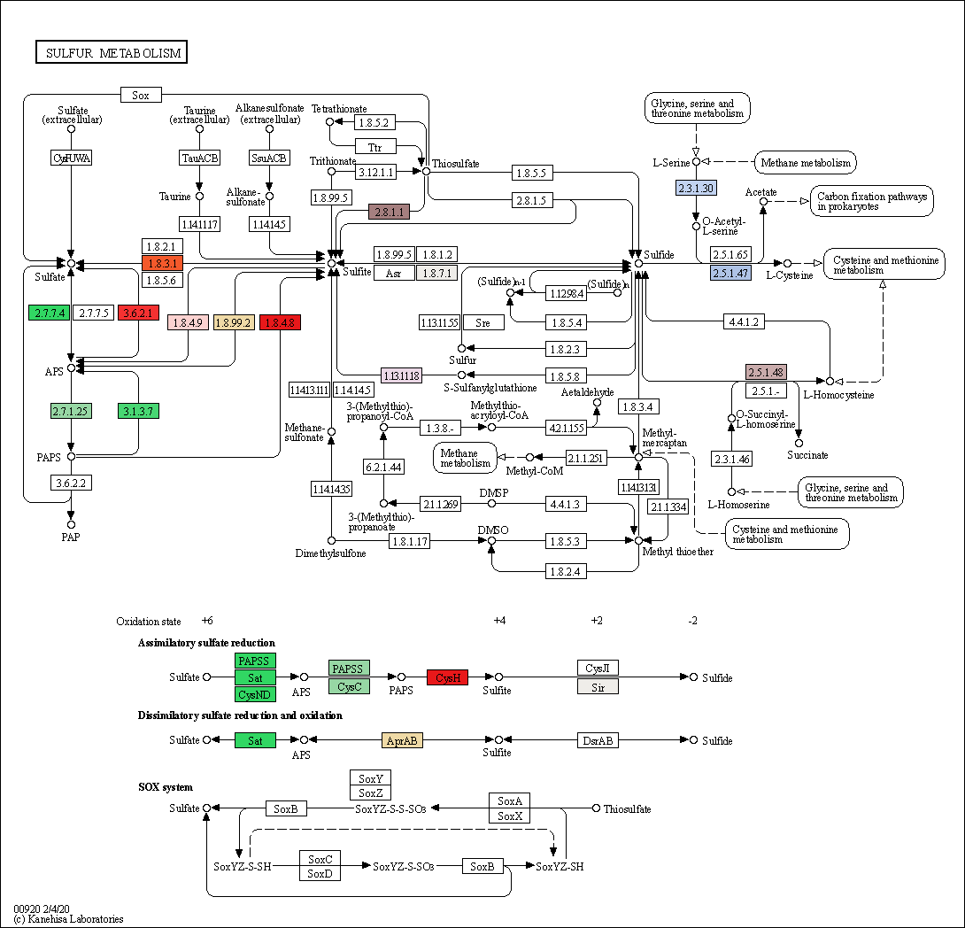 Figure. Sulfur metabolism pathway in garlic transcriptome generated by KEGG.