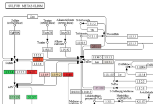 kegg_pathway_sulfur