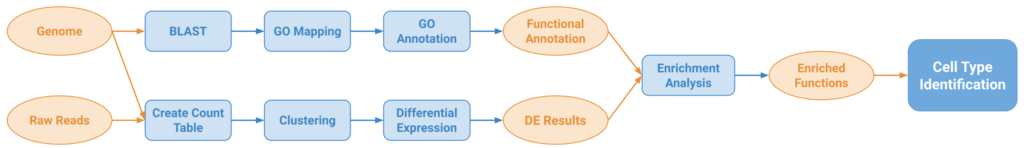 cell type identification pipeline