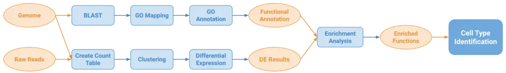 cell type identification pipeline