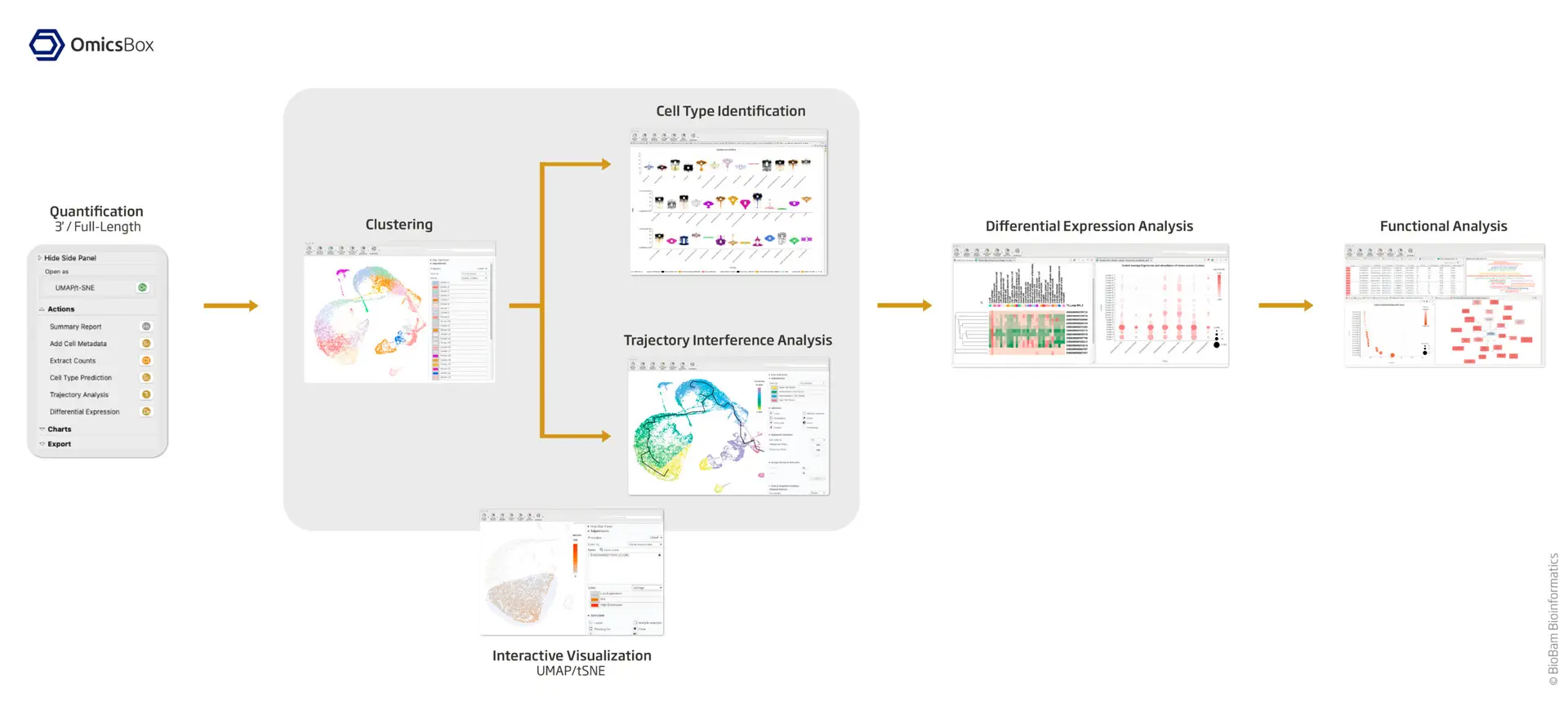 single cell transcriptomics