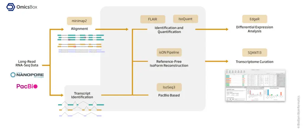long reads transcriptomics