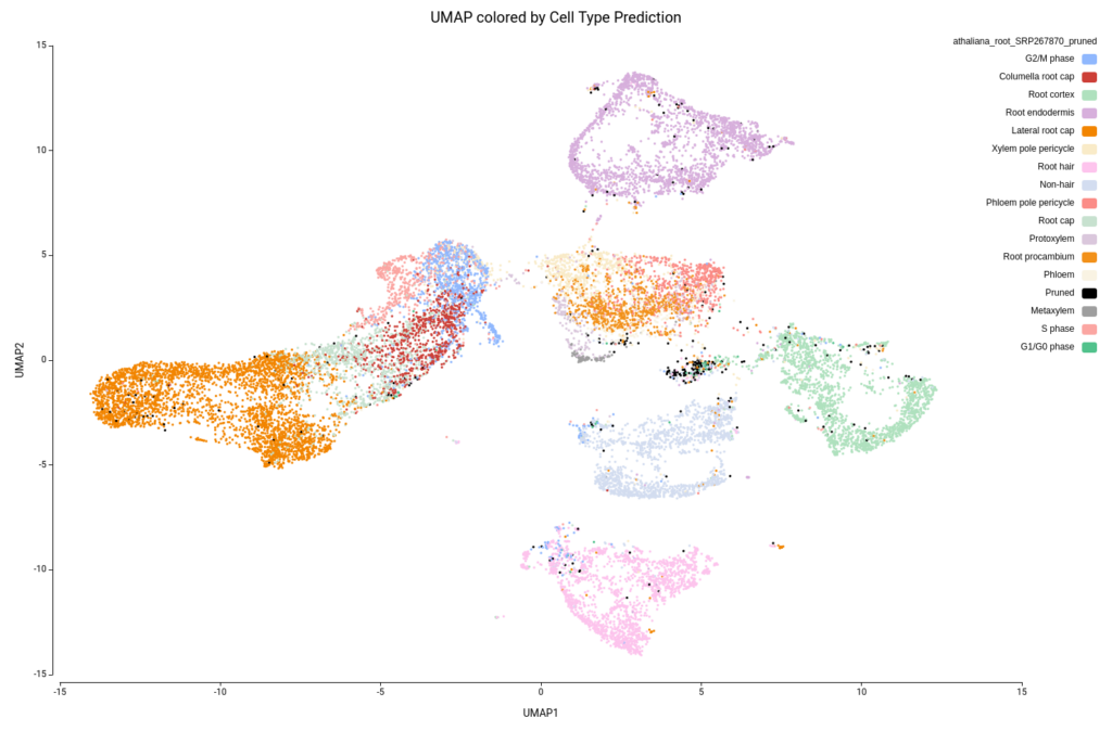 UMAP Cell Type