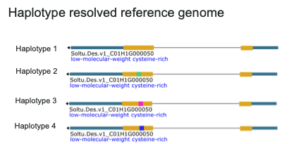 Figure 1. Gene in a phased reference genome of potato cultivar Désirée. 