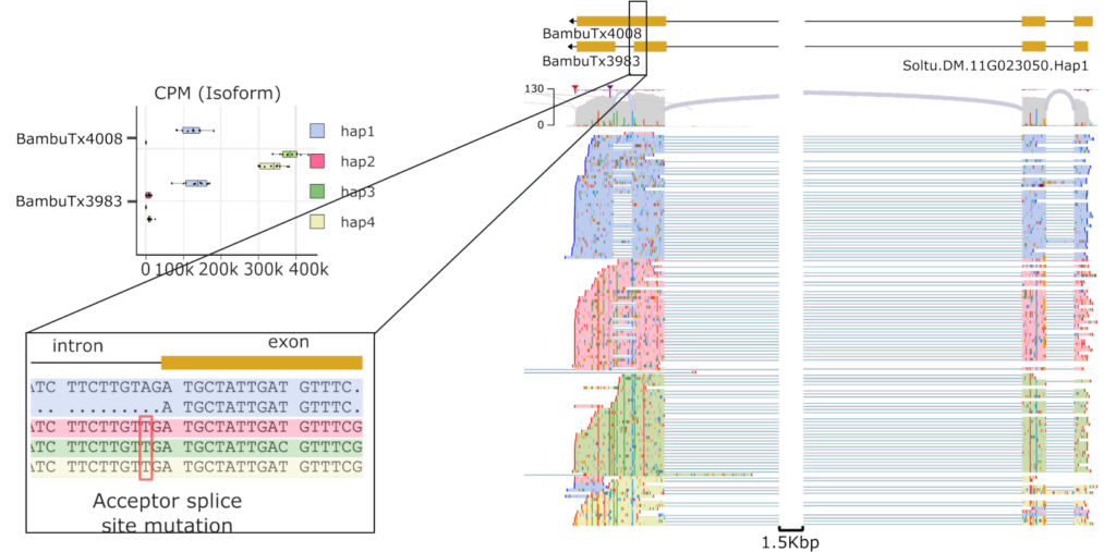 Figure 10. Gene with a difference in the major expressed isoform between haplotypes due to a splice site mutation (potato example).