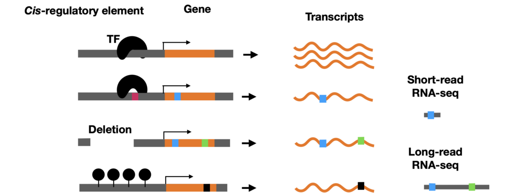 Figure 2. Illustration of cis-regulatory variation leading to differences in expression between haplotypes.