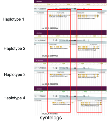 Figure 3. Illustration of syntelogs: orthologous gene copies across haplotypes in a phased assembly.