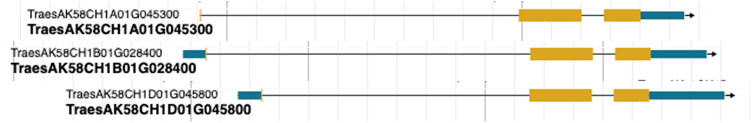 Figure 4. Differences in UTR annotation cause length differences between syntelogous transcripts. This is an example gene in wheat.
