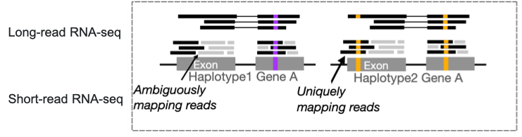 Figure 5. Reduction of multimapping reads with long-read vs. short-read RNA-seq when mapping to phased reference genomes from (7).