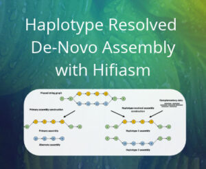 Hifiasm OmicsBox Blog Post