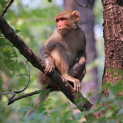 1024px-Rhesus_macaque_(Macaca_mulatta_mulatta)_female