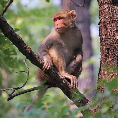 1024px-Rhesus_macaque_(Macaca_mulatta_mulatta)_female