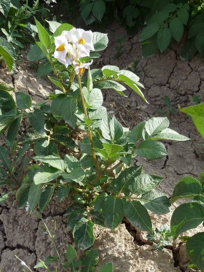 Solanum tuberosum