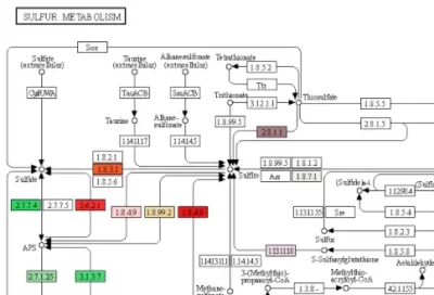 kegg_pathway_sulfur