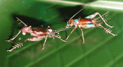 courtship song Laupala crickets